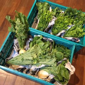 今帰仁村 片岡農園さんの無農薬野菜、中カブ・島大根・ルッコラ・ちんげん菜・ツルムラサキ・パクチーが入荷しました！