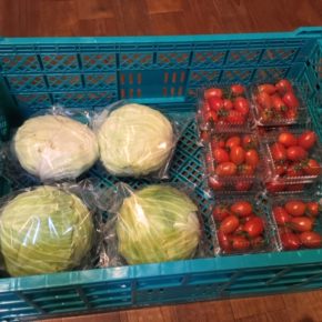 八重瀬町 島袋悟さん自然栽培のキャベツ・ミニトマトが入荷しました！