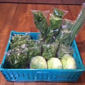 今帰仁村 片岡農園さんの無農薬野菜が入荷しました！本日は小ねぎ・パクチー・春菊・こかぶ・大根葉・きゃべつ・ルッコラ・インゲン・ツルムラサキが入荷しました！