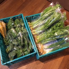 今帰仁村 片岡農園さんの無農薬野菜が入荷しました！本日はブロッコリー・小ねぎ・パクチー・春菊・こかぶ・生姜・ルッコラ・インゲン・セロリ・島人参が入荷しました！