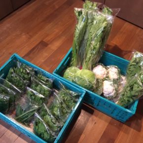 今帰仁村 片岡農園さんの無農薬野菜が入荷しました！本日はパクチー・春菊・ルッコラ・カリフラワー・かぶ葉・大根葉・キャベツ・インゲンが入荷しました！