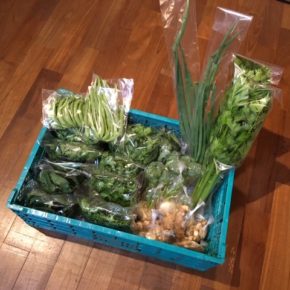 今帰仁村 片岡農園さんの無農薬野菜が入荷しました！本日はブロッコリー・パクチー・生姜・春菊・中かぶ・セロリ・ほうれん草・ルッコラ・スナップエンドウ・小ねぎ・インゲンが入荷しました！