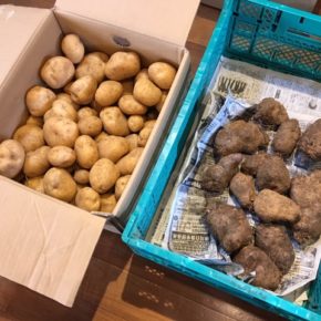 うるま市 マサヨさんの無農薬栽培の山芋・じゃがいもが入荷しました！