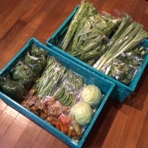 今帰仁村 片岡農園さんの無農薬野菜が入荷しました！キャベツ・白菜・人参・生姜・春菊・スナップエンドウ・インゲン・セロリ・ほうれん草・ネギが入荷しました。