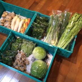 今帰仁村 片岡農園さんの無農薬野菜が入荷しました！キャベツ・生姜・春菊・インゲン・セロリ・玉ねぎ・ネギ・大根・じゃがいも・人参・パクチー・ディルが入荷しました。