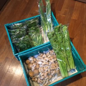 今帰仁村 片岡農園さんの無農薬野菜が入荷しました！パクチー・生姜・春菊・インゲン・セロリ・ネギ・じゃがいもが入荷しました。