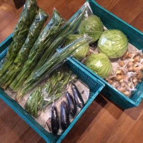 5/7(thu)今帰仁村 片岡農園さんの無農薬野菜が入荷しました！本日はキャベツ・なす・生姜・インゲン・セロリ・ネギが入荷しました。