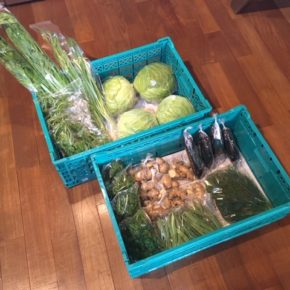 今帰仁村 片岡農園さんの無農薬野菜が入荷しました！キャベツ・なす・生姜・インゲン・セロリ・ネギ・ツルムラサキ・ディル・パクチーが入荷しました。