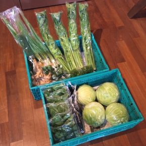 今帰仁村 片岡農園さんの無農薬野菜が入荷しました！本日はキャベツ・なす・ピーマン・生姜・セロリ・ネギ・ツルムラサキ・ディル・パクチーが入荷しました。