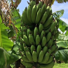 西原町 呉屋エイ子さんの無農薬栽培のバナナが、たっぷり12キロ入荷しました〜！