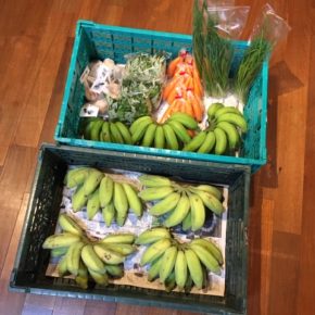 いきなりバナナ祭り〜♫。うるま市 玉城勉さんの自然栽培の銀バナナ、北中城村ソルファコミュニティさんの自然栽培のブラジル島バナナ・三尺バナナが入荷しました！