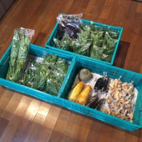 今帰仁村 片岡農園さんの無農薬野菜が入荷しました！本日は赤しそ・青じそ・生姜・なす・ピーマン・モロヘイヤ・ツルムラサキ・モーウィ・ウンチェバー・栗かぼちゃが入荷しました。