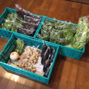 今帰仁村 片岡農園さんの無農薬野菜が入荷しました！本日は赤しそ・青じそ・オクラ・生姜・なす・ピーマン・モロヘイヤ・ツルムラサキ・空芯菜・栗かぼちゃが入荷しました。