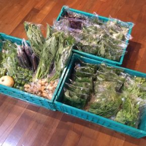 今帰仁村 片岡農園さんの無農薬野菜が入荷しました！本日はレタス・赤しそ・青じそ・オクラ・生姜・なす・ピーマン・モロヘイヤ・ツルムラサキ・空芯菜・栗かぼちゃが入荷しました。