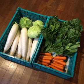 昨日に続きやんばるから森さんの無農薬野菜が入荷しました。本日はキャベツ・大根・人参・小松菜が入荷しました。