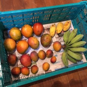 西原町 呉屋エイ子さんの無農薬栽培のアーウィンマンゴーとミャンマーバナナが入荷しました！
