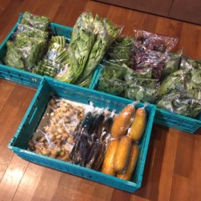 今帰仁村 片岡農園さんの無農薬野菜が入荷しました！本日はモーウィ・青じそ・赤じそ・オクラ・生姜・なす・ピーマン・モロヘイヤ・ツルムラサキ・空芯菜が入荷しました。