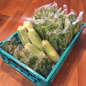 台風10号の影響に備え、今帰仁村 片岡農園さんの無農薬野菜、サラダヘチマ・小松菜・青しそを仕入れてきました。