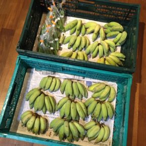 うるま市 玉城勉さんの自然栽培の丸オクラ・銀バナナが入荷しました！ 銀バナナは台風10号の影響で今シーズン最後の入荷になりそうです。 小ぶりですがムチムチでいつも通りの美味しさです。(玉城さん談)