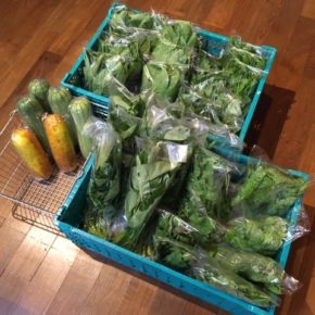 今帰仁村 片岡農園さんの無農薬栽培の葉野菜も充実してきました！本日はレタス・小松菜・ルッコラ・モロヘイヤ・ツルムラサキ・空芯菜・サラダヘチマ・モーウィ・丸オクラが入荷しました。