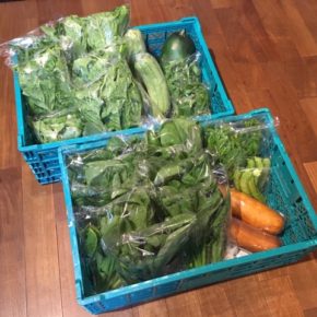 今帰仁村 片岡農園さんの無農薬野菜が入荷しました！本日はレタス・小松菜・ルッコラ・うりずん豆・ツルムラサキ・サラダヘチマ・モーウィ・冬瓜が入荷しました。