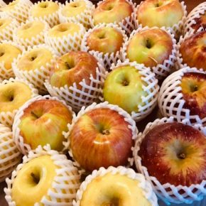山口県からもぎたての低農薬りんご「ふじ」が再入荷しました！