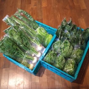 今帰仁村 片岡農園さんの無農薬野菜が入荷しました！本日はリーフレタス・小松菜・オクラ・うりずん豆・人参葉・小かぶ・かぶ・冬瓜が入荷しました。