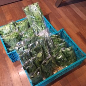 今帰仁村 片岡農園さんの無農薬野菜、パクチー・リーフレタス・小松菜・にんにく葉・大根葉・人参葉が入荷しました。