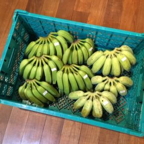 島バナナが久しぶりに入荷！北中城村 ソルファコミュニティさんの自然栽培のブラジル島バナナ・ニラ・ローゼル、うるま市 玉城勉さんの自然栽培の銀バナナ・新生姜・丸オクラが入荷しました。