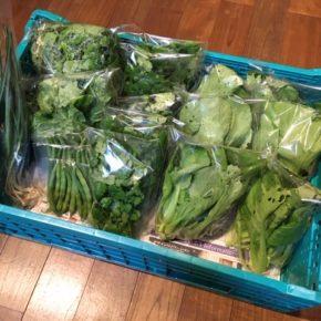 今帰仁村 片岡農園さんの無農薬栽培のパクチー・青梗菜・リーフレタス・インゲン・にんにく葉が入荷しました！