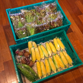 八重瀬町 島袋悟さんの自然栽培サニーレタス・トウモロコシ・ビーツ・ジャンボインゲンが入荷しました！