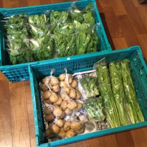 今帰仁村 片岡農園さんの無農薬栽培のジャガイモ・春菊・パクチー・ほうれん草・ルッコラ・セロリ・ブロッコリーが入荷しました！