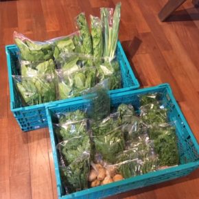 今帰仁村 片岡農園さんの無農薬栽培のスナップエンドウ・春菊・セロリ・パクチー・ディル・ほうれん草・ルッコラ・ブロッコリー・ジャガイモが入荷しました！