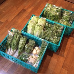 今帰仁村 片岡農園さんの無農薬栽培の白菜・ブロッコリー・カリフラワー・大根葉・スナップエンドウ・春菊・パクチー・ほうれん草・ルッコラ・ディルが入荷しました！