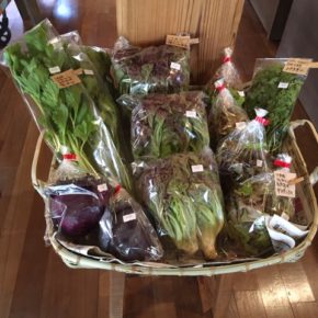 県産自然栽培のサニーレタス・レッドキャベツ・セロリ・サラダミックスが入荷しました！