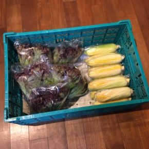 八重瀬町 島袋悟さんの自然栽培のサニーレタス、南風原町 いもり屋さんの有機無農薬栽培のトウモロコシが入荷しました！