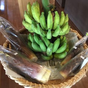 今シーズン最後！やんばるで穫れたタケノコと今シーズン初入荷の島バナナ。もちろんどちらも無農薬栽培です。