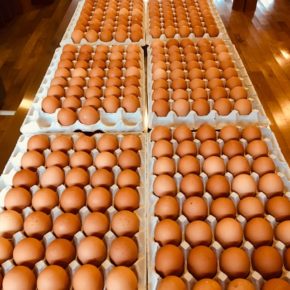 山口県 秋川牧園の卵・鶏肉が入荷しました！エサは全てNON-GMOの植物性で、トウモロコシはポストハーベストフリー。また、定期的に卵とエサの放射能検査を行っています。卵はバラ売りで販売しますので、できましたら卵ケースをご持参下さい。 秋川牧園の卵の黄身は自然な黄色。卵臭さもないので卵かけご飯でも美味しいです。