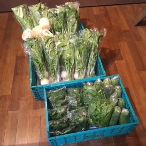 今帰仁村 片岡農園さんの有機無農薬栽培のリーフレタス・小松菜・かぶ・ルッコラ・パクチー・サラダヘチマ・大根葉が入荷しました！