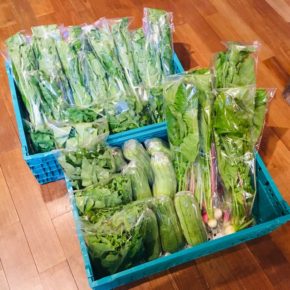 今帰仁村 片岡農園さんの有機無農薬栽培のリーフレタス・小松菜・小かぶ・ルッコラ・ウンチェバー・サラダヘチマが入荷しました！