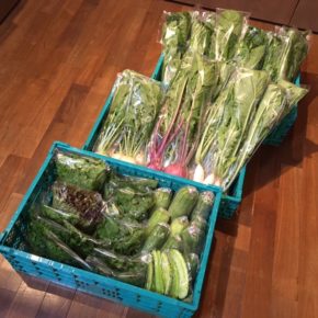 今帰仁村 片岡農園さんの有機無農薬栽培のリーフレタス・小松菜・かぶ・ルッコラ・パクチー・サラダヘチマ・大根葉・うりずん豆が入荷しました！