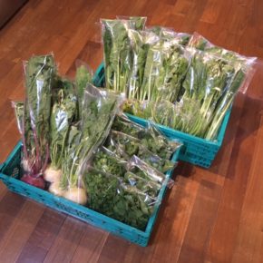 今帰仁村 片岡農園さんの有機無農薬栽培の小松菜・かぶ・ルッコラ・パクチー・インゲン・うりずん豆が入荷しました！