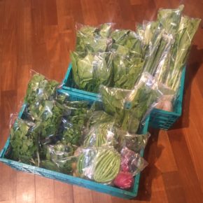 今帰仁村 片岡農園さんの有機無農薬栽培の大根・かぶ・ほうれん草・ニンニク葉・ルッコラ・パクチー・インゲン・うりずん豆が入荷しました！