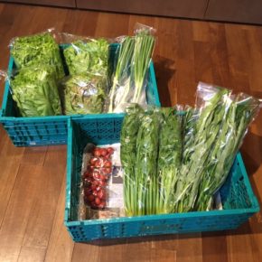 今帰仁村 片岡農園さんの有機無農薬栽培のレタス・セロリ・ミニトマト・空芯菜・九条ネギが入荷しました！