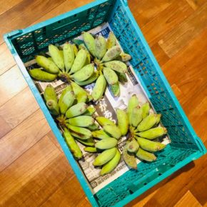 うるま市 玉城勉さんの自然栽培の銀バナナ・赤玉ねぎ、北中城村 ソルファコミュニティさんの自然栽培のヨモギ・二十日ネギが入荷しました！