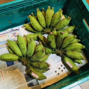 うるま市 玉城勉さんの自然栽培の黄輝バナナ、北中城村 ソルファコミュニティさんの自然栽培のヨモギが入荷しました！