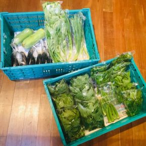 今帰仁村 片岡農園さんの有機無農薬栽培のモロヘイヤ・オクラ・ツルムラサキ・九条ネギ・空芯菜・ナスビ・サラダナーベラーが入荷しました！