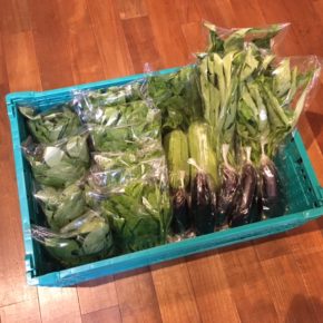 今帰仁村 片岡農園さんの有機無農薬栽培のモロヘイヤ・ツルムラサキ・空芯菜・ナスビ・サラダナーベラーが入荷しました！