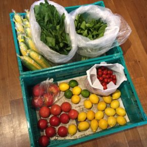 やんばるから森さんの有機無農薬栽培の小松菜・青梗菜・ミニトマト・トマト・とうもろこし・レモン・ライムが入荷しました。