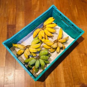 うるま市 玉城勉さんの自然栽培の銀バナナが入荷しました！銀バナナはハルラボ・イチオシの島バナナで、食感・味と大満足いただけると思います。